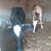 دو عدد گاو سالم بفروش میرسد