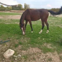 باسلام اسب کردپنچ نشان ازنژادجوشن تبریز|اسب و تجهیزات اسبسواری|مشگین شهر, |دیوار