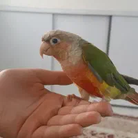 گرینچیک|پرنده|قم, باسکول|دیوار