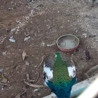 طاووس هندی ابلغ و مصری