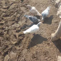 فروشی|پرنده|سراب, |دیوار