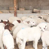 28 عدد بره نر درجه یک و بزرگ  ، گوسفند