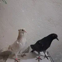 جوجه کفتر پرشی