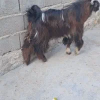 کهره نر|حیوانات مزرعه|جم, |دیوار