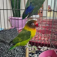 طوطی|پرنده|بومهن, |دیوار