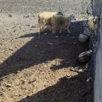 گوسفندکره محلی