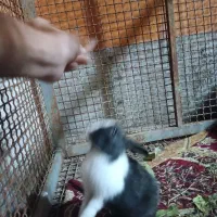 فروش خرگوشی خیلی خوشگل و باهوش|موش و خرگوش|یاسوج, |دیوار