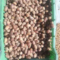 فروش قصب