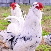 جوجه گلین لری  برای خاص پسندا