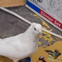 کفتر نر کاکلی تک خال