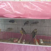 فروش قناری|پرنده|اردکان, |دیوار