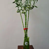 بامبو لاکی جوانه