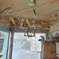 خریدار عروس هلندی