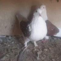 دوکت اصفهانی