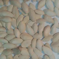 تخمه کدو|حراج|یزد, |دیوار