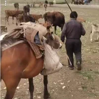 یه نفرنگهداری از ۲۵۰ راس گوسفند در دامداری سنتی