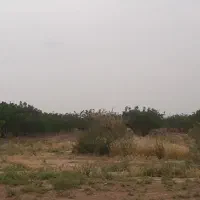 اجاره باغ پسته به مدت ۵ سال