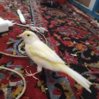 قناری|پرنده|اهواز, زرگان|دیوار