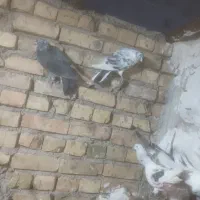 ۱۳ عدد کفتر ساعتی