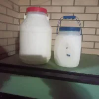 ماست قمقمه ای