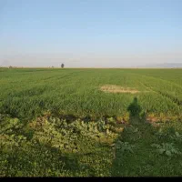 فروش-دو-هکتار-زمین-دیم