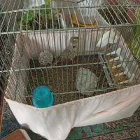 سهره خاکی شیرازی نر (معاوظه)|پرنده|آستانه اشرفیه, |دیوار