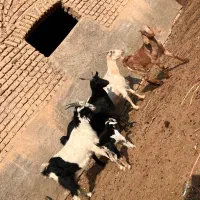 بز و بزغاله|حیوانات مزرعه|پیشوا, |دیوار