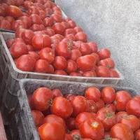 فروش گوجه درجه یک ابگیری گوجه|خوردنی و آشامیدنی|مشهد, اروند (کشف)|دیوار