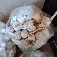 سیر|خوردنی و آشامیدنی|دهگلان, |دیوار
