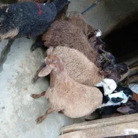 بره نره مهربان۲۵ عدد|حیوانات مزرعه|اسدآباد, |دیوار