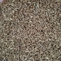 گندم بذری|خدمات باغبانی و درختکاری|ایوان, |دیوار