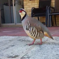 پرنده نر گمشده|پرنده|آبدانان, |دیوار