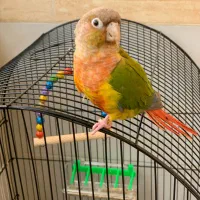 گرینچیک جوانه و دستی