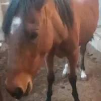 مادیون کرد دوسال  نیم|اسب و تجهیزات اسب‌سواری|پیشوا, |دیوار