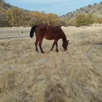 مادیان با کره مادیان|اسب و تجهیزات اسبسواری|درب گنبد, |دیوار