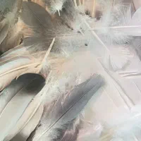 پر طبیعی پرنده