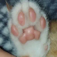 واگذاری بچه گربه گوگولی