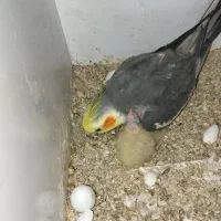 معاوضه با چندتا مرغ تخم گذار