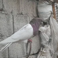 سپع نر و کلفه ماده گرفتنی،|پرنده|ویلکیج, |دیوار