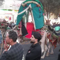 شترها کاملا اهلی وتربیتی جهت مراسمات مذهبی|حیوانات مزرعه|نیشابور, شهرکهنه|دیوار