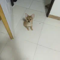 واگذاری سگ|سگ|صدرا-فارس, فاز ۱|دیوار