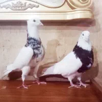 2تا طوقی شازده نر