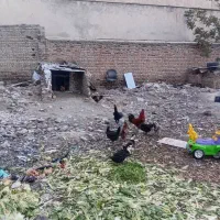 خروس جهت قربانی