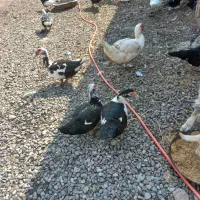 تخم اردک اسراییلی موجود هست سالم وتازه|حیوانات مزرعه|مزرعه کتول, |دیوار