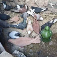 کفتر ملقی|پرنده|کرمان, |دیوار