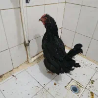 1عدد مرغ کوشین|حیوانات مزرعه|تهران, آهنگران (سراسیاب دولاب)|دیوار