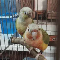 طوطی گرینچیک|پرنده|احمدآبادمستوفی, |دیوار