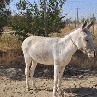 خر ماده