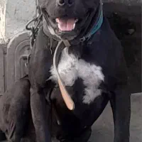 سگ نر پیتبول ۱ سال و ۲ ماه|سگ|محمودآباد, |دیوار