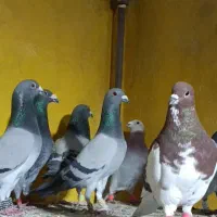 کبوتر شب بازی